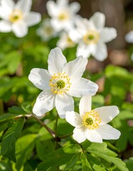 Obraz premium White flowers in spring