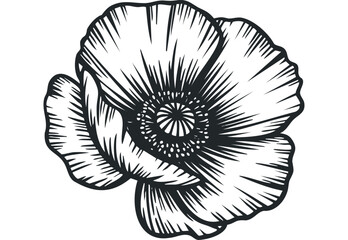 Obraz premium Single poppy flower outlined in black on a. Vector hand drawn illustration