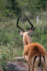 Impala male back view. Wild animal