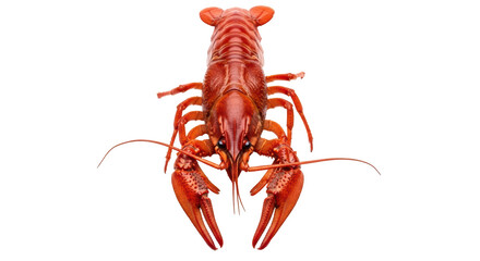 Isolated Red Crawfish Standing Upright for Food, Seafood, and Southern Cuisine Concepts