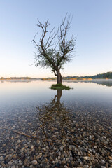 three in the lake at the early morning 