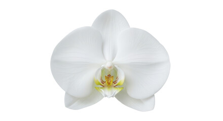 Isolated elegant orchid flower, soft white color, graceful petals, exotic blossom on its own
