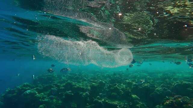 Translucent Colonial Pyrosoma drifting below water surface in morning sun light, Backlit (Contre-jour) on background swims tropical fishes, slow motion