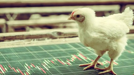 Curious chick observes financial trading graph with red and green candlesticks. - Powered by Adobe