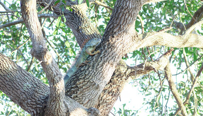 木の上で気持ち良さそうな野生のグリーンイグアナ