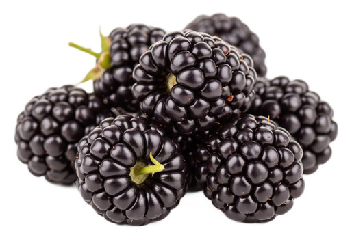 A close-up view of several fresh blackberries