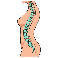 Human spine anatomy illustration showing the spinal column and its structure.