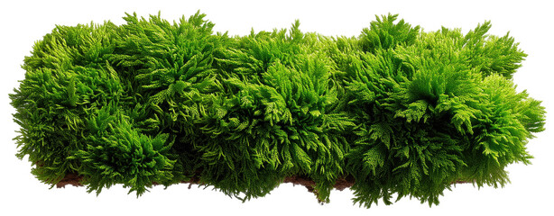 Lush green moss, densely packed