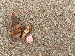 shells on the beach