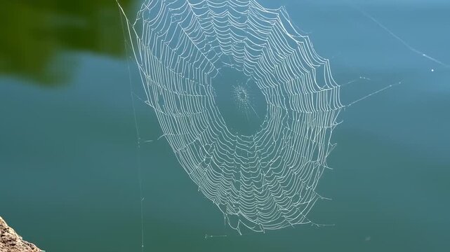 Delicate spiderweb against a teal water background