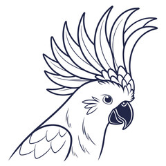 parrot on white background