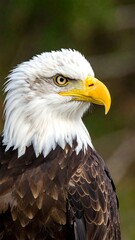 Close-up of an eagle's head and upper body