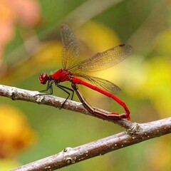 Red dragonfly perched on branch