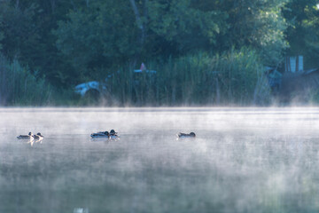 Fototapeta premium ducks on the lake