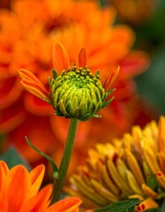 Close-up of an orange flower bud