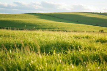 Fototapeta premium Vast green grassland under a clear sky with gentle sunlight
