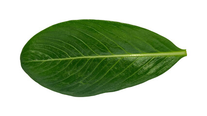 Catharanthus green leaf isolated on white