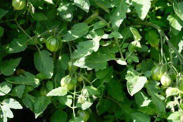 Frische Suppe aus Tomaten Solanum lycopersicum