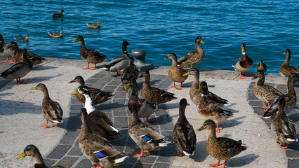 Fototapeta premium Group of ducks gathering on lakeside promenade near clear blue water, vibrant wildlife scene with mallards, natural behavior, flock movement and summer atmosphere in a peaceful outdoor waterfront sett