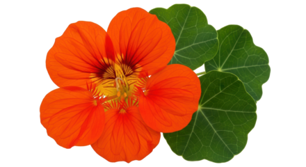 Isolated bright nasturtium flower and leaves showing veins, single beautiful orange blossom