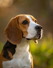 Beagle portrait in sunlight