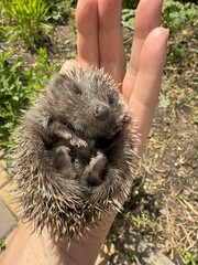hedgehog in the hands