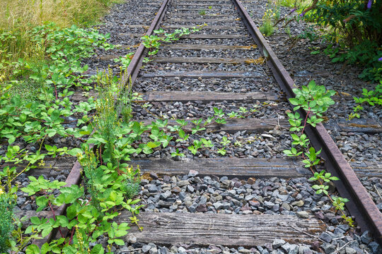Stillgelegtes Eisenbahngleis mit Pflanzen