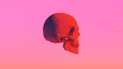 Male Human Skull Red Anatomy Cranium Bone Detailed Realistic Right View 3d illustration