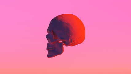 Male Human Skull Red Anatomy Cranium Bone Detailed Realistic Left View 3d illustration