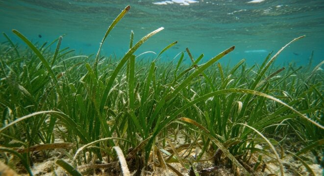 Marine Phanerogam Cymodocea Rotundata in Natural Habitat for Environmental Study

