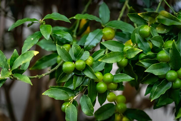 緑色のキンカンの実