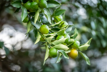 緑色のキンカンの実