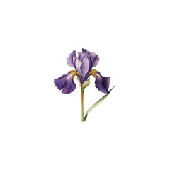 Vintage botanical illustration of a purple iris flower. Detailed, hand-drawn Iris germanica painting for elegant floral design, wedding stationery, and classic home decor.