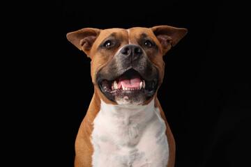 A staffordshire terrier is captured blinking with a neutral expression. The black background...
