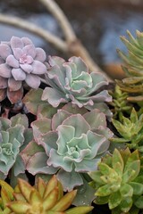 succulent in the garden