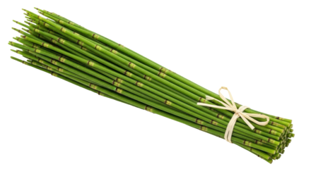 Isolated horsetail stalks tied with raffia, common name snake grass, puzzlegrass, or scouring rush