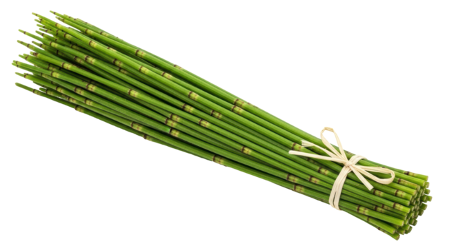 Isolated horsetail stalks tied with raffia, common name snake grass, puzzlegrass, or scouring rush