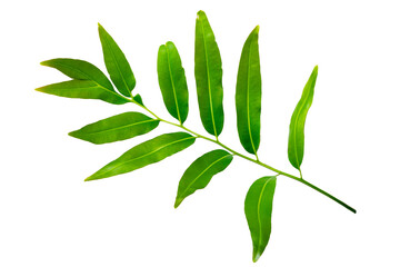 tropical leaf isolated on white background