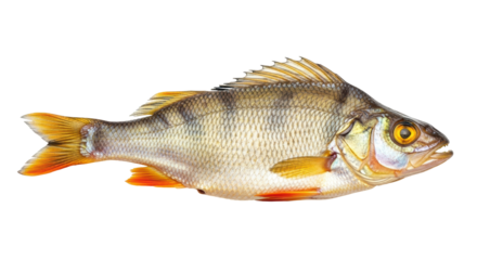 Isolated colorful perch, a freshwater fish, swimming with its fins out, side view