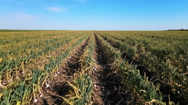 A vast field showcases rows of garlic plants under a clear sky stretching to the horizon