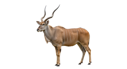 Isolated Kudu antelope, spiral horned African animal, savanna wildlife, ungulate with markings