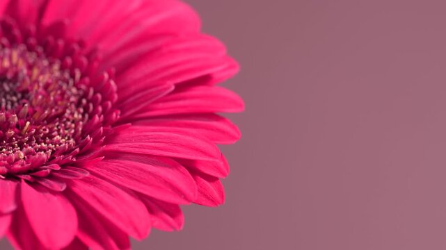Single pink gerbera daisy swaying gently in the breeze. Macro close-up with copy space. Calm floral scene, ideal for backgrounds and design.