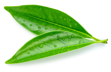 Green tropical leaves covered with water drops isolated on white background. File contains clipping...