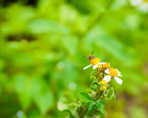 Close up insects with flowers tree routine for eco friendly, green garden. Bee and flowers plant natural concept sustainable energy environment macro nature green background. 