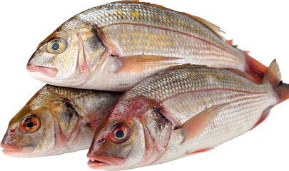 fresh fish on white background