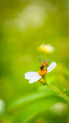 Close up insects with flowers tree routine for eco friendly, green garden. Bee and flowers plant natural concept sustainable energy environment macro nature green background. 