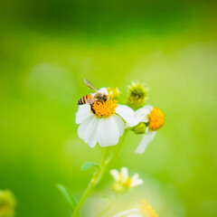 Close up insects with flowers tree routine for eco friendly, green garden. Bee and flowers plant natural concept sustainable energy environment macro nature green background. 