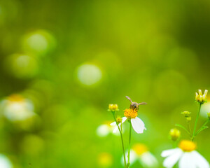 Naklejka premium Close up insects with flowers tree routine for eco friendly, green garden. Bee and flowers plant natural concept sustainable energy environment macro nature green background. 