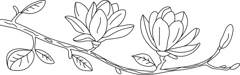 Magnolia flower branch line drawing, floral outline art, hand-drawn botanical illustration, black and white sketch, spring blossom decor, nature floral vector. © Shahariar's World