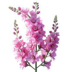 Delicate pink flowers with multiple blooms, arranged against a dark backdrop, showcasing vibrant hues and fine details.